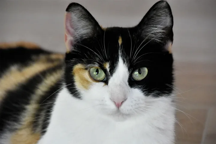 Aya from The Pawsitive Family