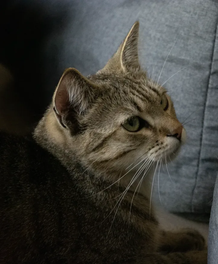 Sonic from The Pawsitive Family