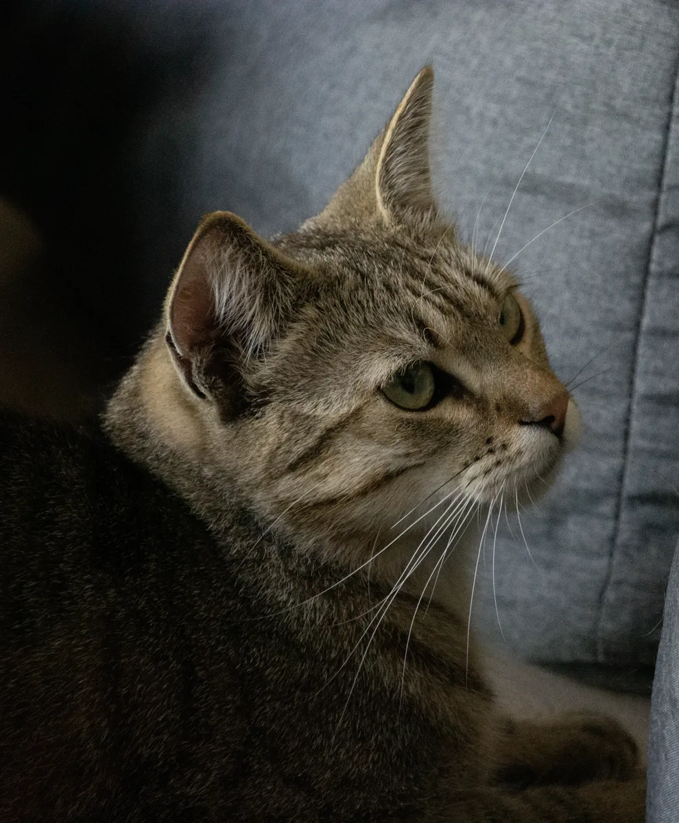 Sonic from The Pawsitive Family